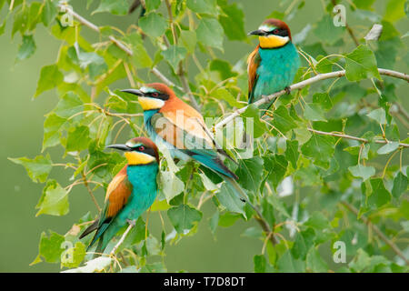 Europäische Bienenfresser (Merops apiaster) Stockfoto