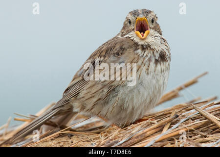 Corn Bunting, (Emberiza calandra) Stockfoto