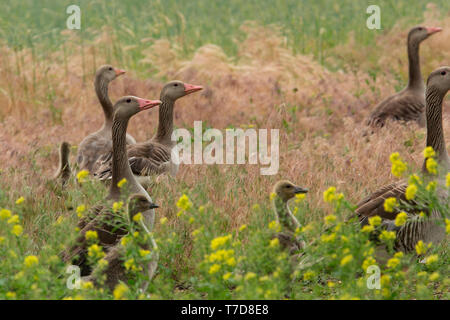 Mit Gänschen, Graugänse (Anser anser) Stockfoto