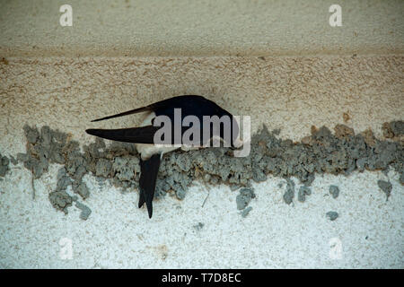 Common house Martin, (Delichon urbicum) Stockfoto