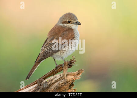 Neuntöter, weiblich, (Lanius collurio) Stockfoto