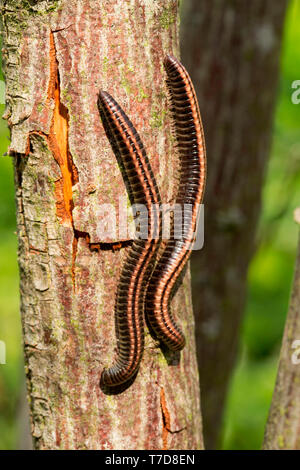 Gestreifte Tausendfüßer, (Ommatoiulus sabulosus) Stockfoto