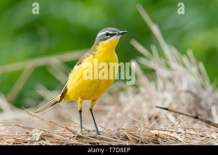 Western Schafstelze (Motacilla flava) Stockfoto