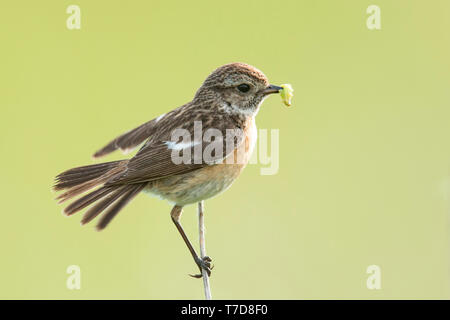 Europäische Schwarzkehlchen, weiblich, (Saxicola rubicola) Stockfoto