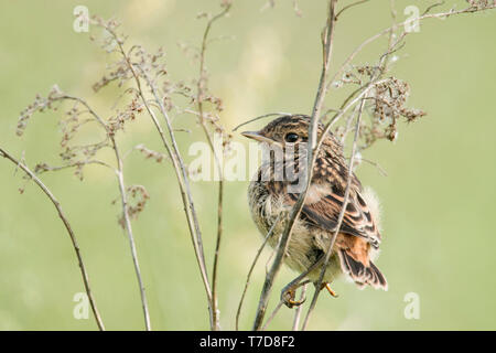 Europäische Schwarzkehlchen, Junge, (Saxicola rubicola) Stockfoto