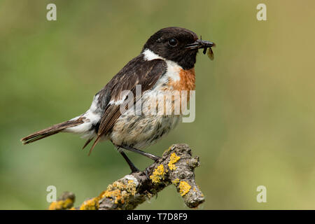 Europäische Schwarzkehlchen, männlich, (Saxicola rubicola) Stockfoto