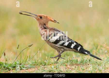 Eurasischen Wiedehopf (Upupa epops) Stockfoto