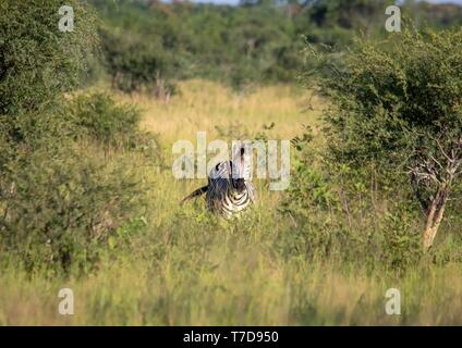 Burchells Zebra an den Nxai Pan Nationalpark in Botsuana Stockfoto