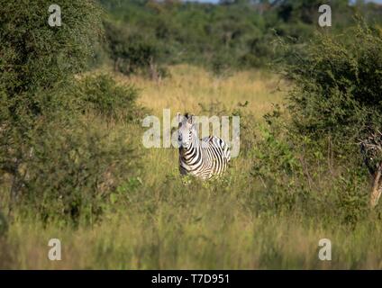 Burchells Zebra an den Nxai Pan Nationalpark in Botsuana Stockfoto