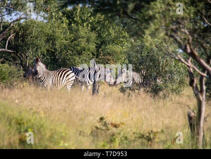 Burchells Zebra an den Nxai Pan Nationalpark in Botsuana Stockfoto