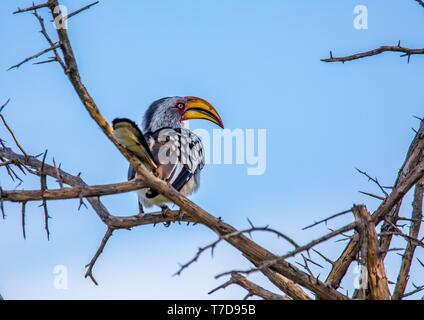 Southern Yellow-billed Hornbill an den Nxai Pan Nationalpark in Botsuana Stockfoto