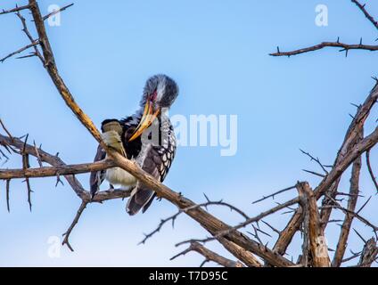 Southern Yellow-billed Hornbill an den Nxai Pan Nationalpark in Botsuana Stockfoto