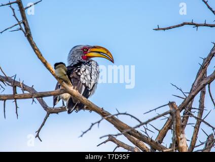 Southern Yellow-billed Hornbill an den Nxai Pan Nationalpark in Botsuana Stockfoto