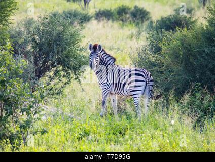 Burchells Zebra an den Nxai Pan Nationalpark in Botsuana Stockfoto