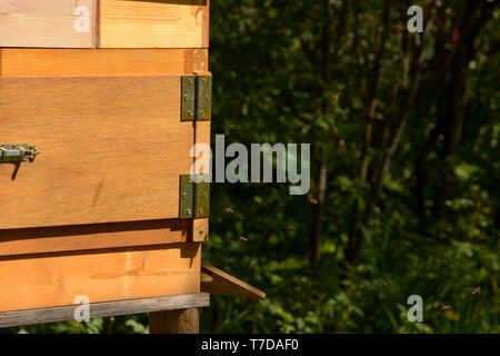 Natur Holz- Bienenstock und fliegen Bienen, Seitenansicht der Bienen fliegen in einem Bienenkorb Stockfoto