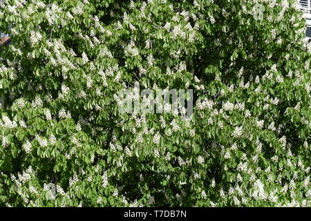 White Chestnut Blüten auf Ästen, Deutschland, Europa Stockfoto