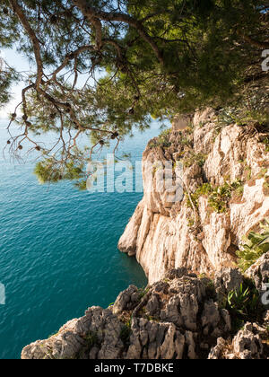 Felsige Küste und Pinien über das ruhige Meer in Kroatien Stockfoto