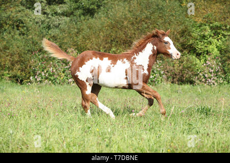Schön paint horse Fohlen, die in Freiheit Stockfoto