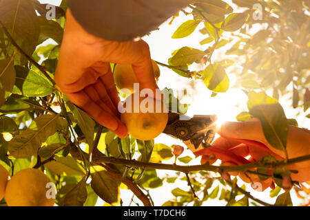 Nahaufnahme eines jungen kaukasischen Mann sammeln eine Zitrone aus einem Lemon Tree mit einem Paar von Baum-, Reb- und Gartenscheren Stockfoto