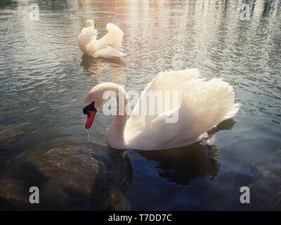 Nahaufnahme von zwei majestätischen weiße Schwäne schwimmen auf dem Fluss in einem sonnigen Frühling Morgen in Straßburg, Frankreich, Elsass. Stockfoto