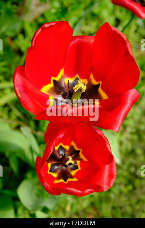 Rote Tulpen öffnen Stockfoto