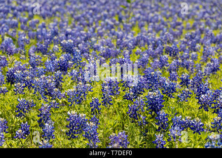 Texas bluebonnets Wachsen in Ennis Stockfoto