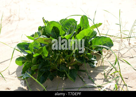 Meer der Anbau von Zuckerrüben auf Sand dune - der Urahn des kultivierten modernen Sorten wie rote Beete und Zuckerrüben. Stockfoto