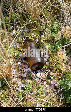 Eine weggeworfene Flasche hat eine nützliche Amboss für eine singdrossel Schnecken zu öffnen. Die leeren Schalen sind um in Ihren 100 s gestreut. Stockfoto