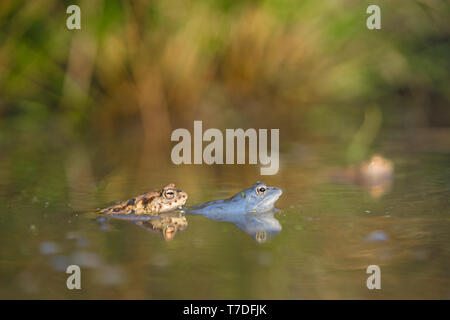 Die erdkröte Bufo bufo und der moorfrosch Rana arvalis in der Tschechischen Republik Stockfoto