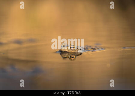 Die erdkröte Bufo bufo in der Tschechischen Republik Stockfoto