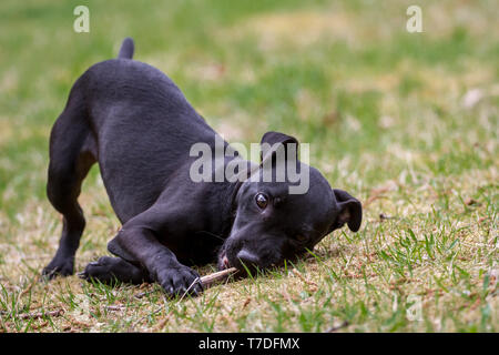 Patterdale Terrier Welpen spielen mit einem Stick Stockfoto