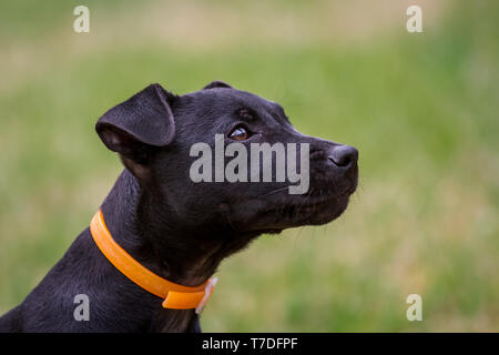 Patterdale Terrier Welpen (Hochformat) Stockfoto