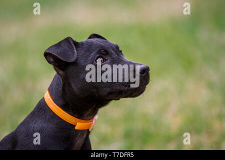 Patterdale Terrier Welpen (Hochformat) Stockfoto