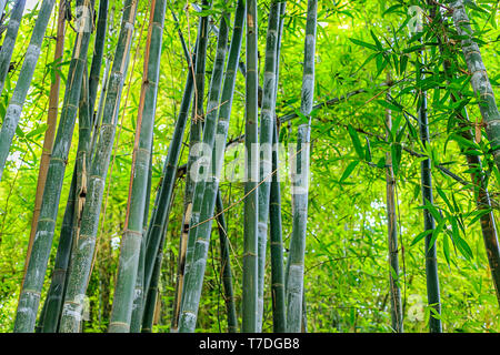 Grüner Bambus Wald in einem Park in einer natürlichen Umwelt in Maraces. Marokko Stockfoto