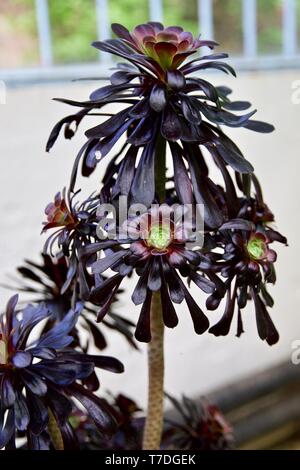 Schwarze Rose - Aeonium arboreum' Zwartkop' Stockfoto