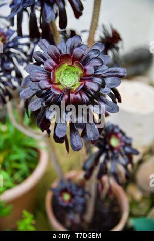 Schwarze Rose - Aeonium arboreum' Zwartkop' Stockfoto