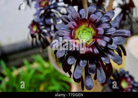 Schwarze Rose - Aeonium arboreum' Zwartkop' Stockfoto