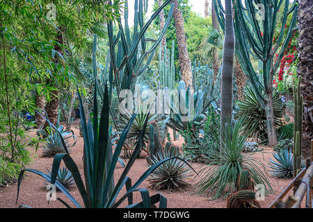 Kakteen und Palmen in einer natürlichen Umgebung in einem Park in Marakesh. Marokko. Majorell Garten 18. April 2019 Stockfoto