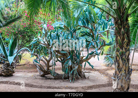 Kakteen und Palmen in einer natürlichen Umgebung in einem Park in Marakesh. Marokko. Majorell Garten 18. April 2019 Stockfoto