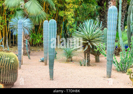 Kakteen und Palmen in einer natürlichen Umgebung in einem Park in Marakesh. Marokko. Majorell Garten 18. April 2019 Stockfoto