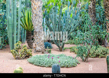 Kakteen und Palmen in einer natürlichen Umgebung in einem Park in Marakesh. Marokko. Majorell Garten 18. April 2019 Stockfoto