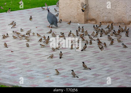 Vögel auf einem Zaun zum Frühstück warten Stockfoto