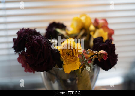 Tote Rosen in einer Vase Stockfoto