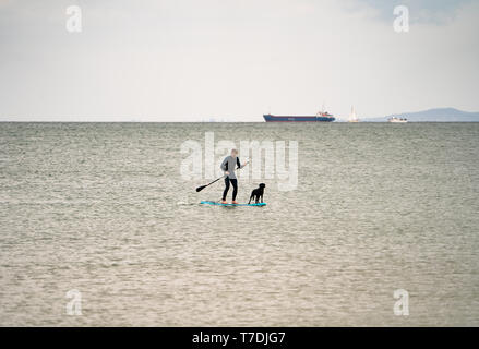 Mann auf einem Stand up paddleboard (SUP) auf dem Meer mit einem Hund, Großbritannien Stockfoto