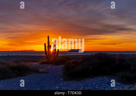 Die Sun Peaks durch eine cardon Kaktus bei Sonnenaufgang in San Esteban Insel mit dem Schiff, National Geographic Venture vor Anker in der See von Cortez. Stockfoto