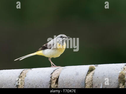 Nach Gebirgsstelze, Motacilla cinerea, auf einer alten Mauer, Montgomeryshire Canal, Powys, Großbritannien Stockfoto