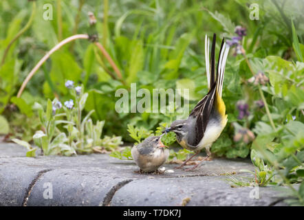 Gebirgsstelze, Motacilla cinerea, füttern ihre jungen Küken in Powys, Wales. Mai 2019 Stockfoto