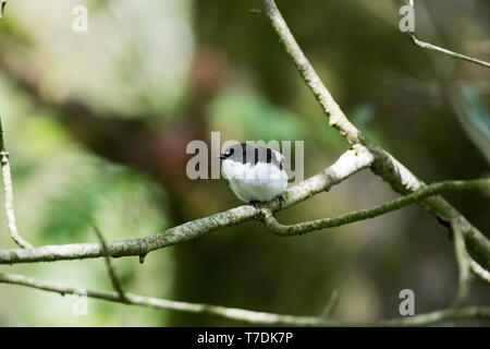 Europäische Pied, Ficedula 'So Sweet, männlich in einem bewaldeten Tal, Powys, Wales, Großbritannien Mai 2019 Stockfoto