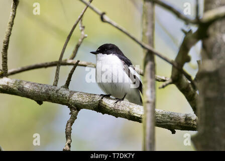 Europäische Pied, Ficedula 'So Sweet, männlich in einem bewaldeten Tal, Powys, Wales, Großbritannien Mai 2019 Stockfoto
