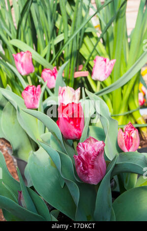 Gruppe Tulpen Hemisphäre pink und white Tulip. Schüssel geformte Tulip vom Triumph Gruppe Tulpen Abteilung 3 Stockfoto